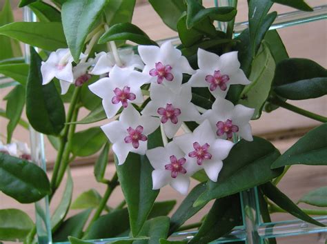 cache bella plant.